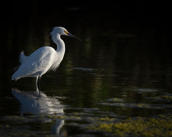Snowy Egret hunting-Merritt Island National Wildlife Refuge-Florida